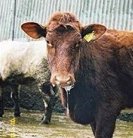 Fotka - Zvýšenie biologickej ochrany chovu vnímavých zvierat na zabránenie zavlečenia slintačky a krívačky